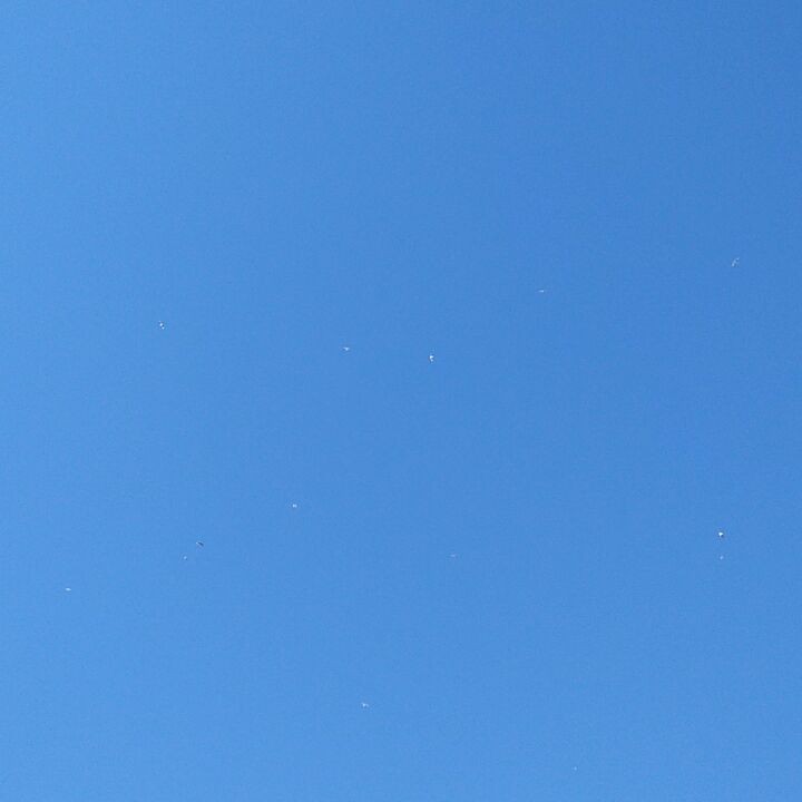 Not a cloud in the sky, just a random flick of seagulls.