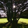 The garden through the trees creating a beautiful #shilouette. #NorthDevon #WeekendAway #POTD