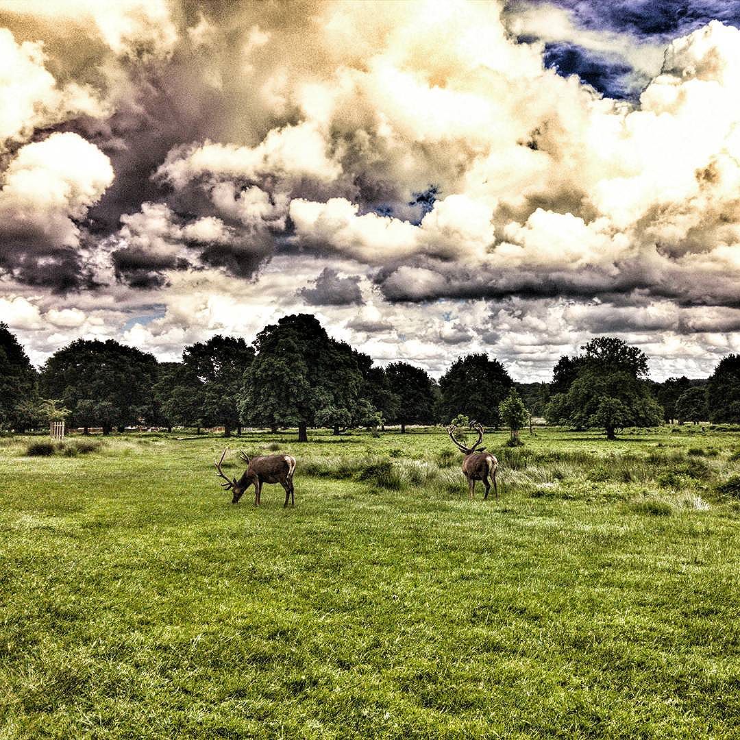 On my way back from a client meeting I stopped off in #RichmondPark and ran into these two cheeky chaps. #Deer #stags #hdr #ExtremeHDR #POTD