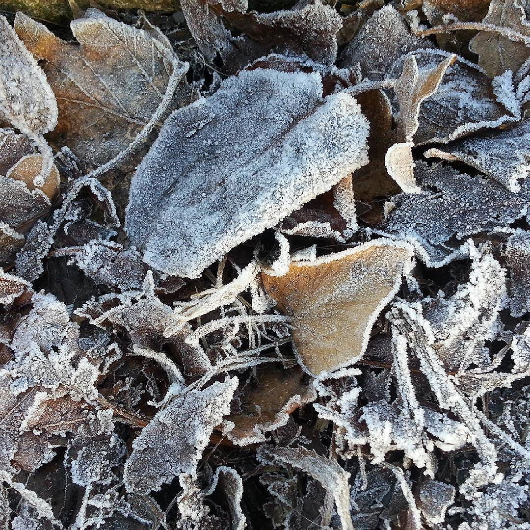 Really cold and #frosty morning today. #POTD